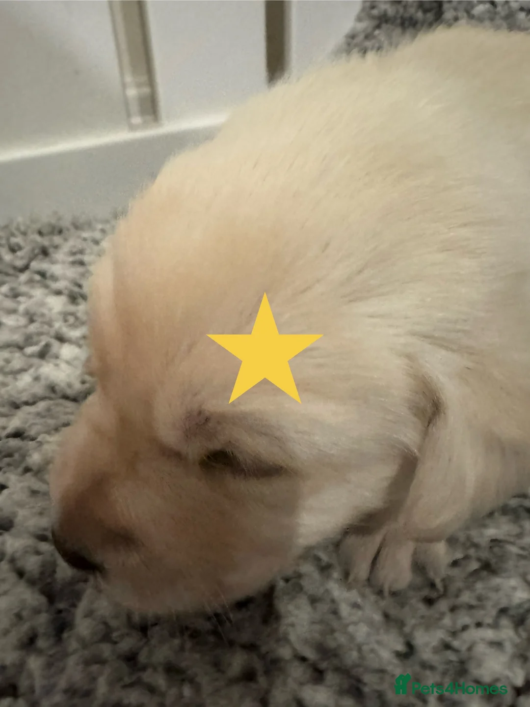 Labrador Retriever dogs for sale: 3 black females remaining – Labrador Retrievers - Advert 12