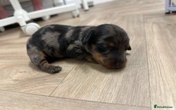 Dachshund dogs for sale: Dachshunds puppies  - Image 11