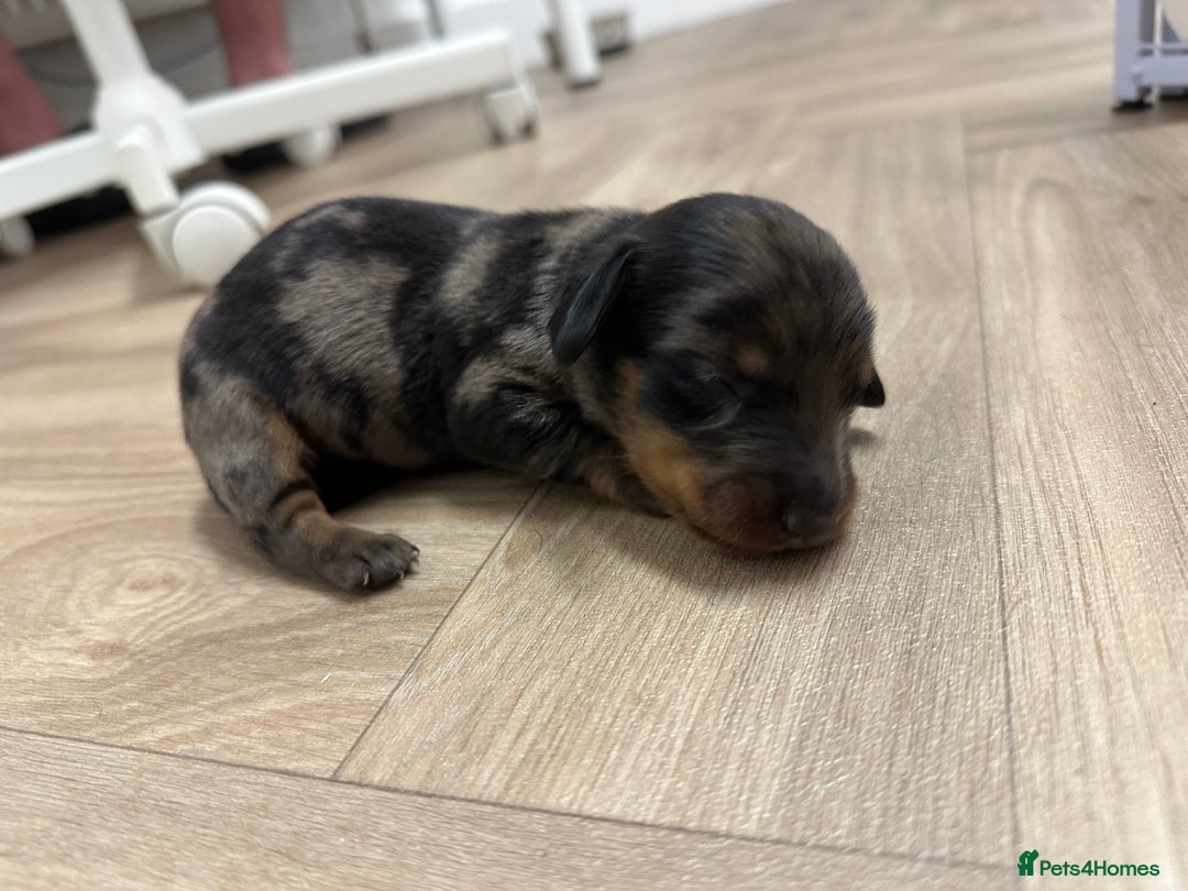 Dachshund dogs for sale: Dachshunds puppies  - Image 11