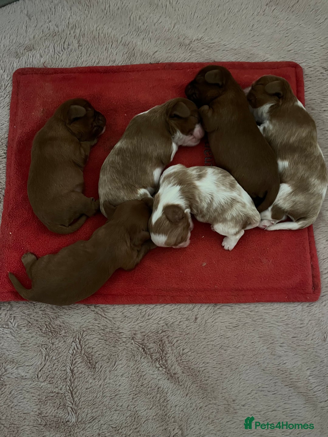 Cavalier King Charles Spaniel dogs for stud: Merlesque 5⭐️ cavalier stud DNA/Heart/Eye tests in Birmingham - Advert 9