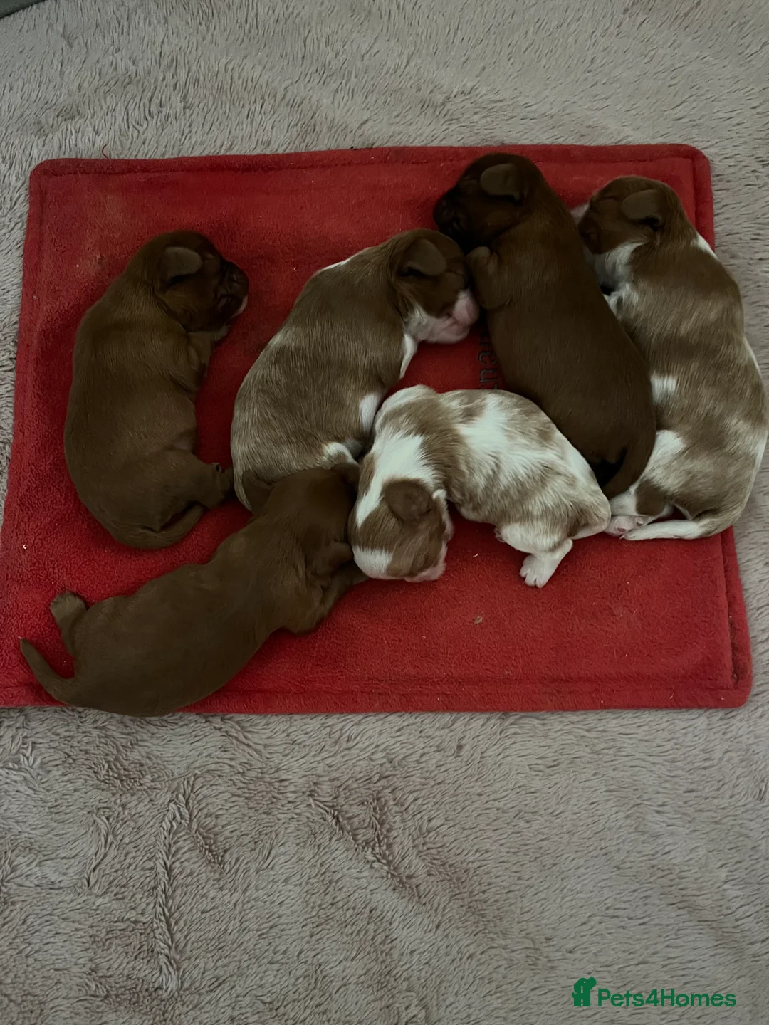 Cavalier King Charles Spaniel dogs for stud: Merlesque 5⭐️ cavalier stud DNA/Heart/Eye tests in Birmingham - Advert 9