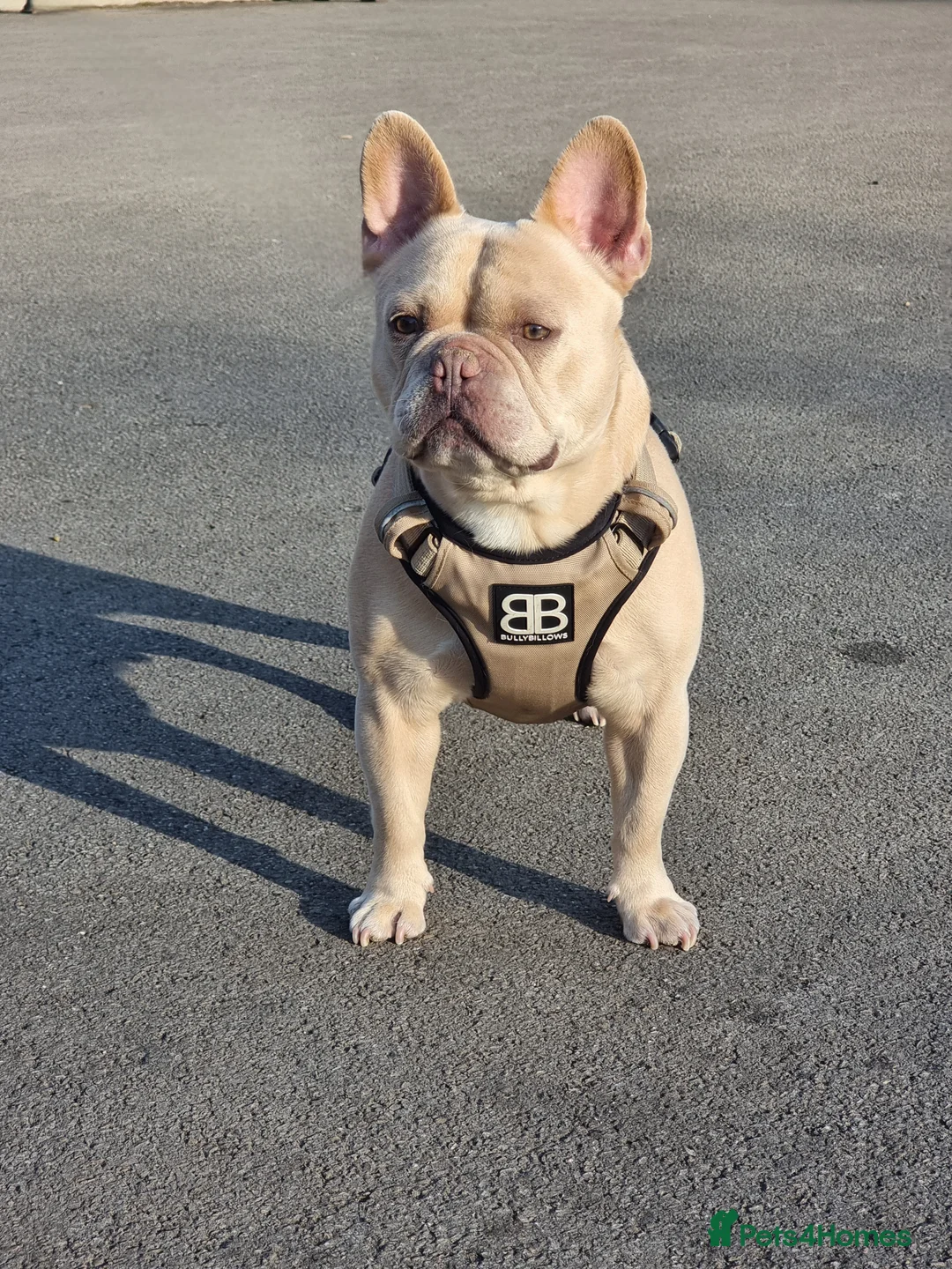 French Bulldog dogs for stud: 🔥 PLATINUM LILAC & TAN FLUFFY - WELL PROVEN- KC   in Blackpool - Advert 7