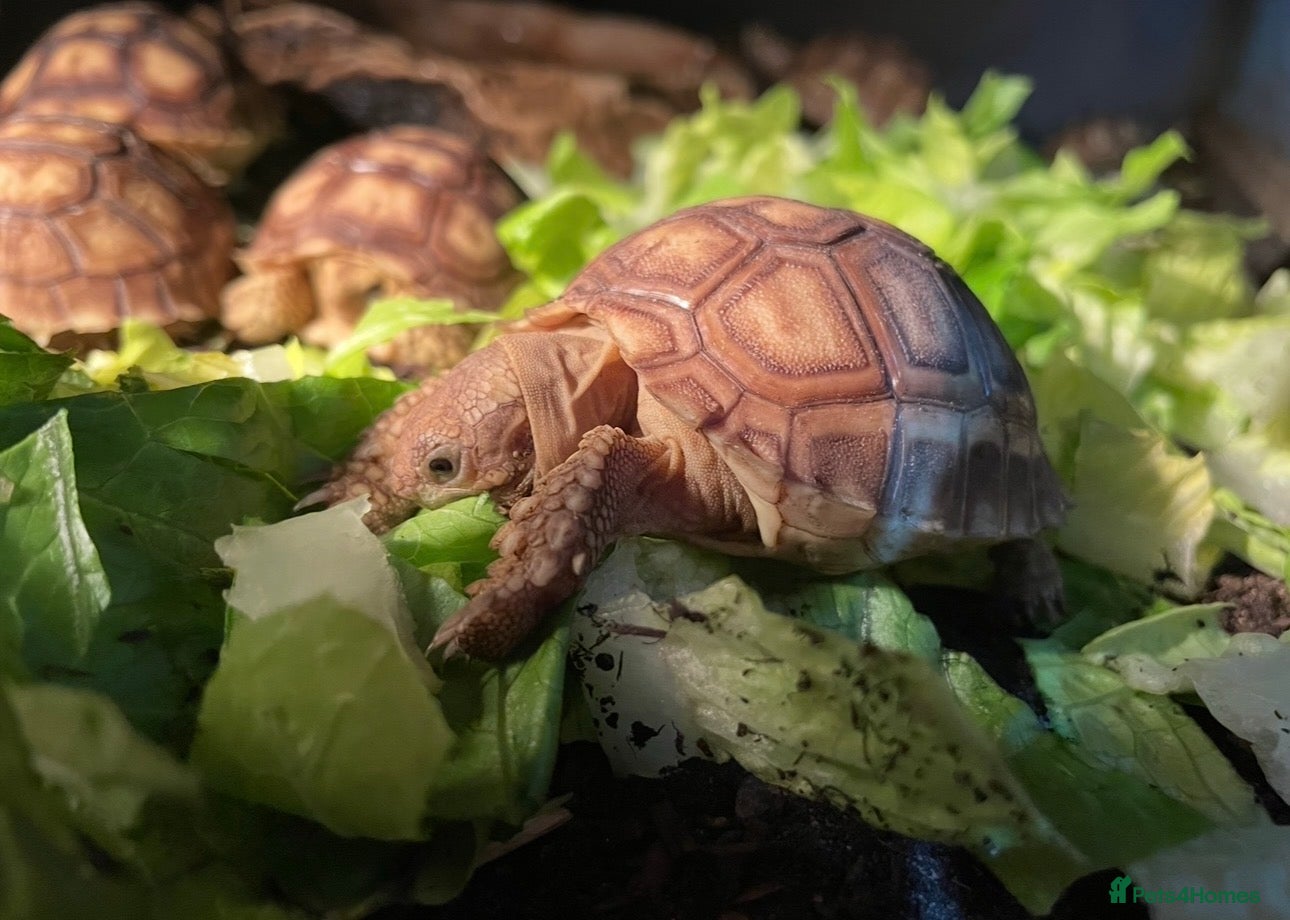 Tortoise reptiles Baby Sulcata Tortoises & Full Set Ups!! - Advert 1