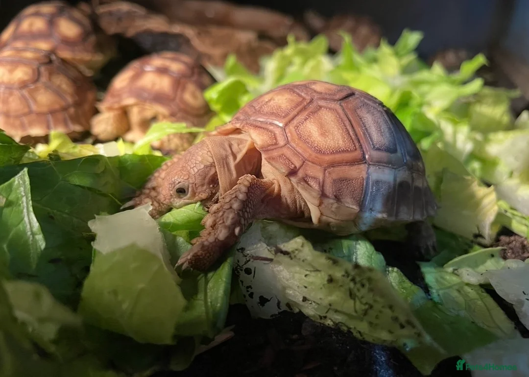 Tortoise reptiles for sale: Baby Sulcata Tortoises & Full Set Ups!! - Advert 1