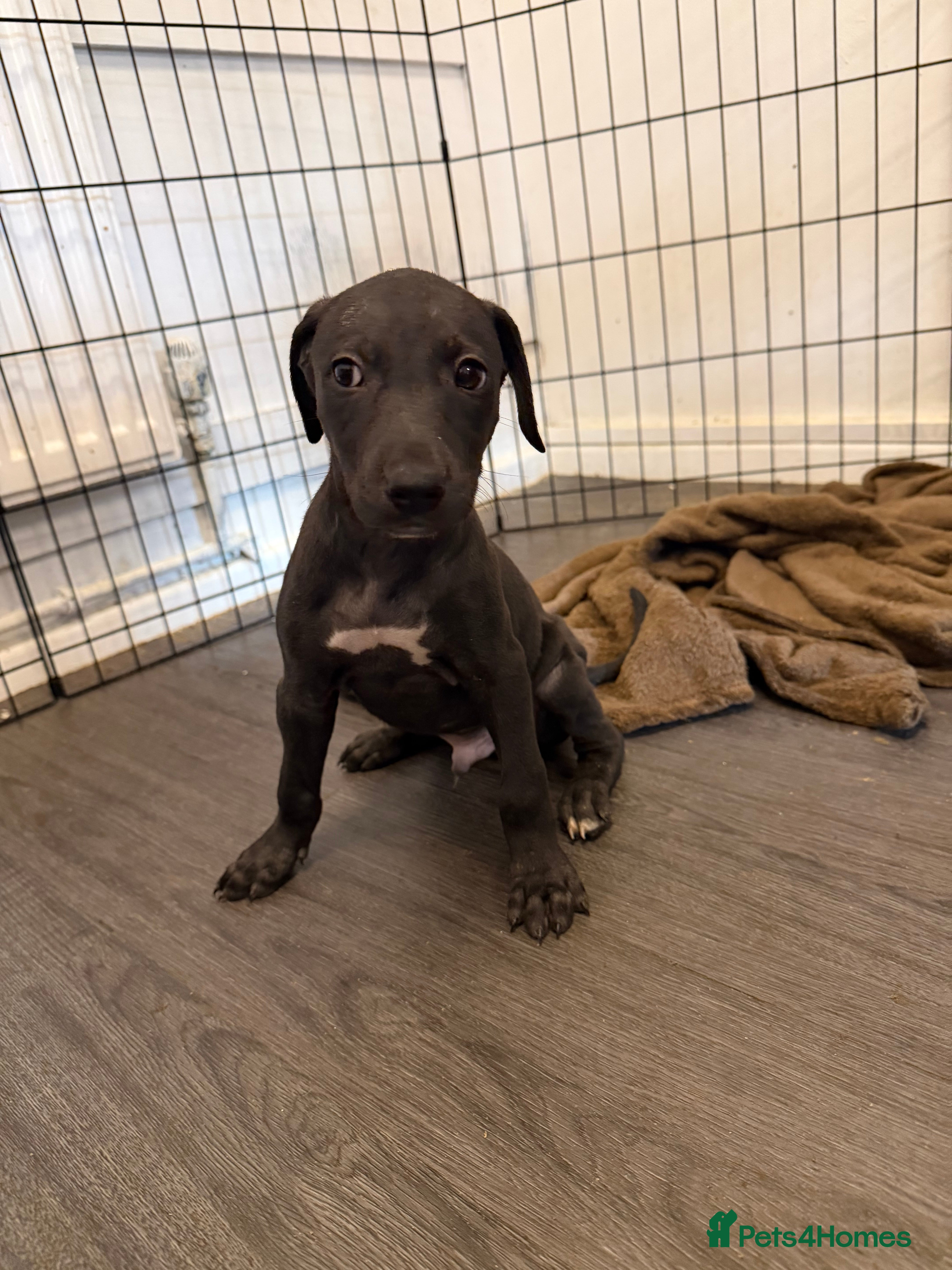 Lurcher dogs Lurcher pups  - Advert 2