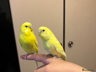 Budgerigars birds - Advert 21