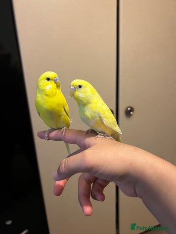Budgerigars birds - Advert 4