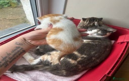 Mixed Breed cats for sale: Kittens.. Ready to reserve.  - Image 5