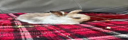 Mini Lop rabbits for sale: Mixed litter mini lops  - Advert 4
