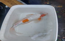 Koi Carp fish for sale: Koi raffle  - Image 1