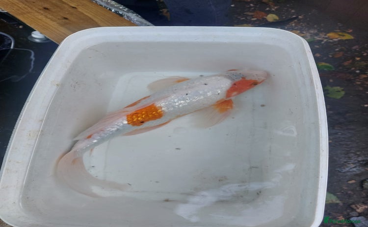 Koi Carp fish - Advert 1