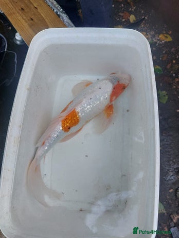 Koi Carp fish - Advert 14
