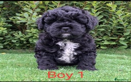 Miniature Poodle dogs for sale: Foodle French Bulldog X Poodle Ready Now - Image 19