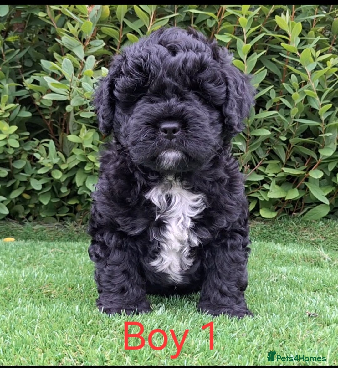 Miniature Poodle dogs for sale: Foodle French Bulldog X Poodle Ready Now - Image 19