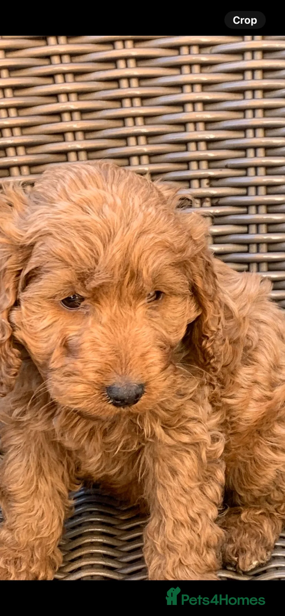 Cockapoo dogs for sale: This beautiful boy is available - Advert 10