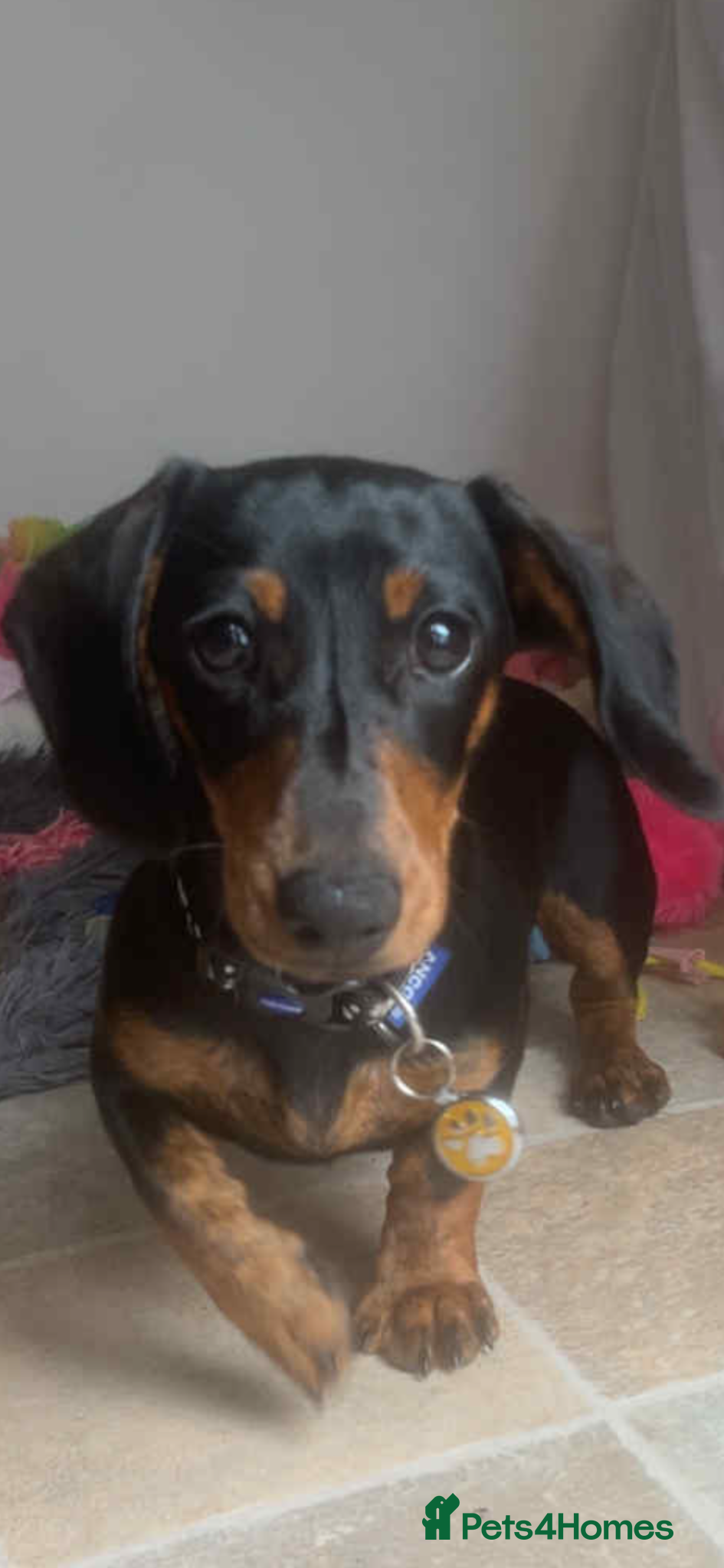 Miniature Dachshund dogs Female Minature Dachshund  - Advert 1