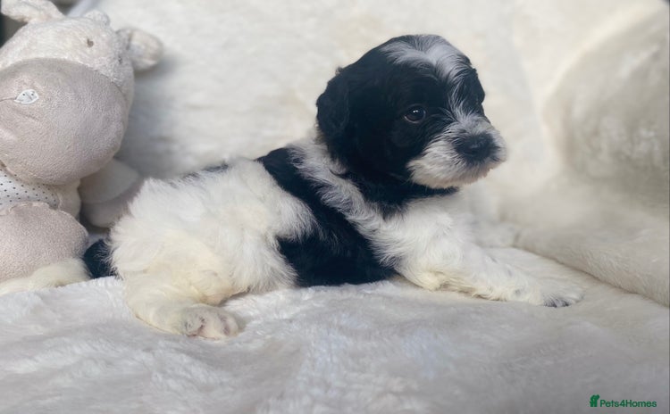 Mixed Breed dogs - Advert 2