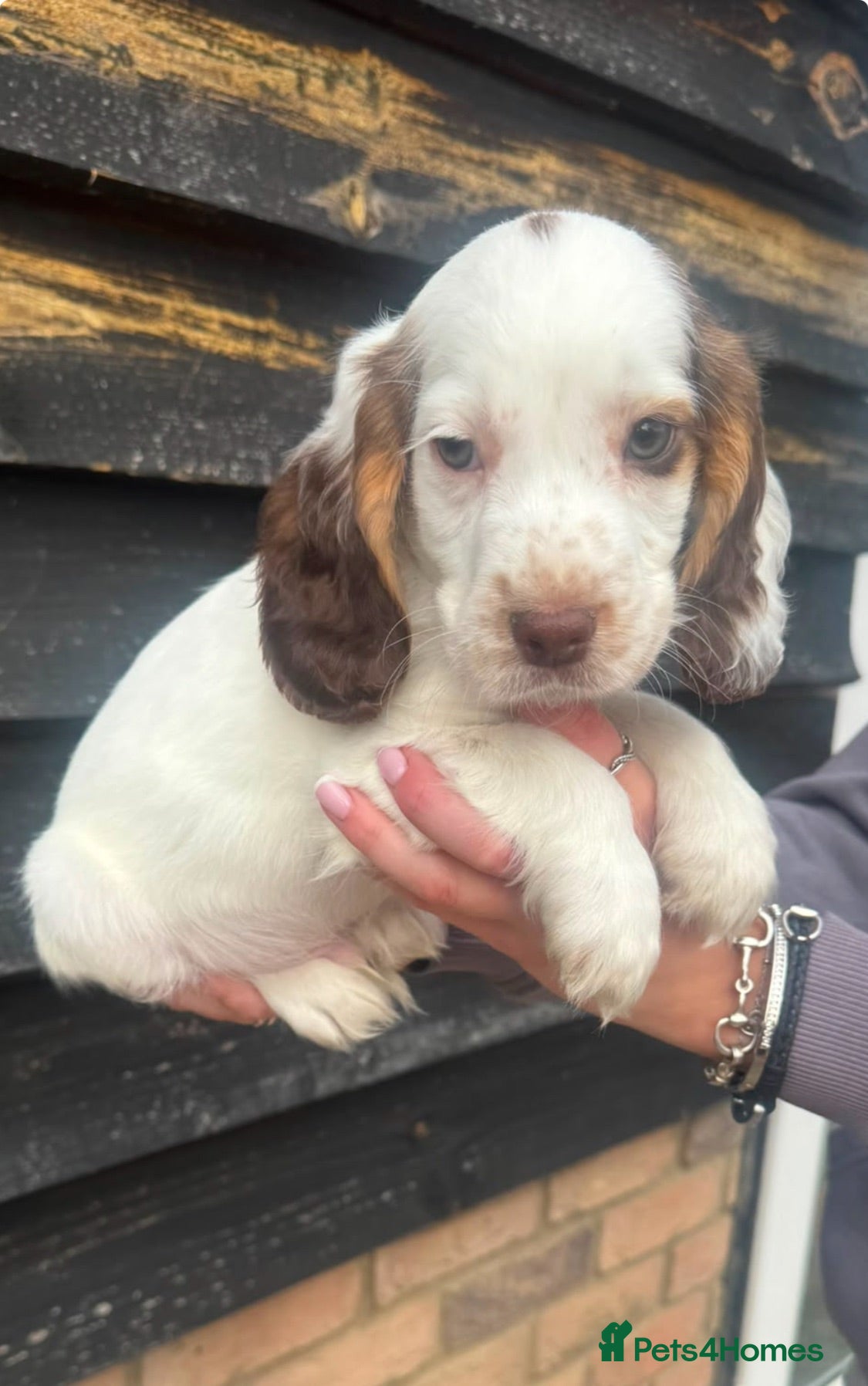 Cocker Spaniel dogs Gorgeous Cocker Spaniels  - Advert 4