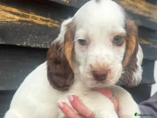Cocker Spaniel dogs Gorgeous Cocker Spaniels - Advert 1