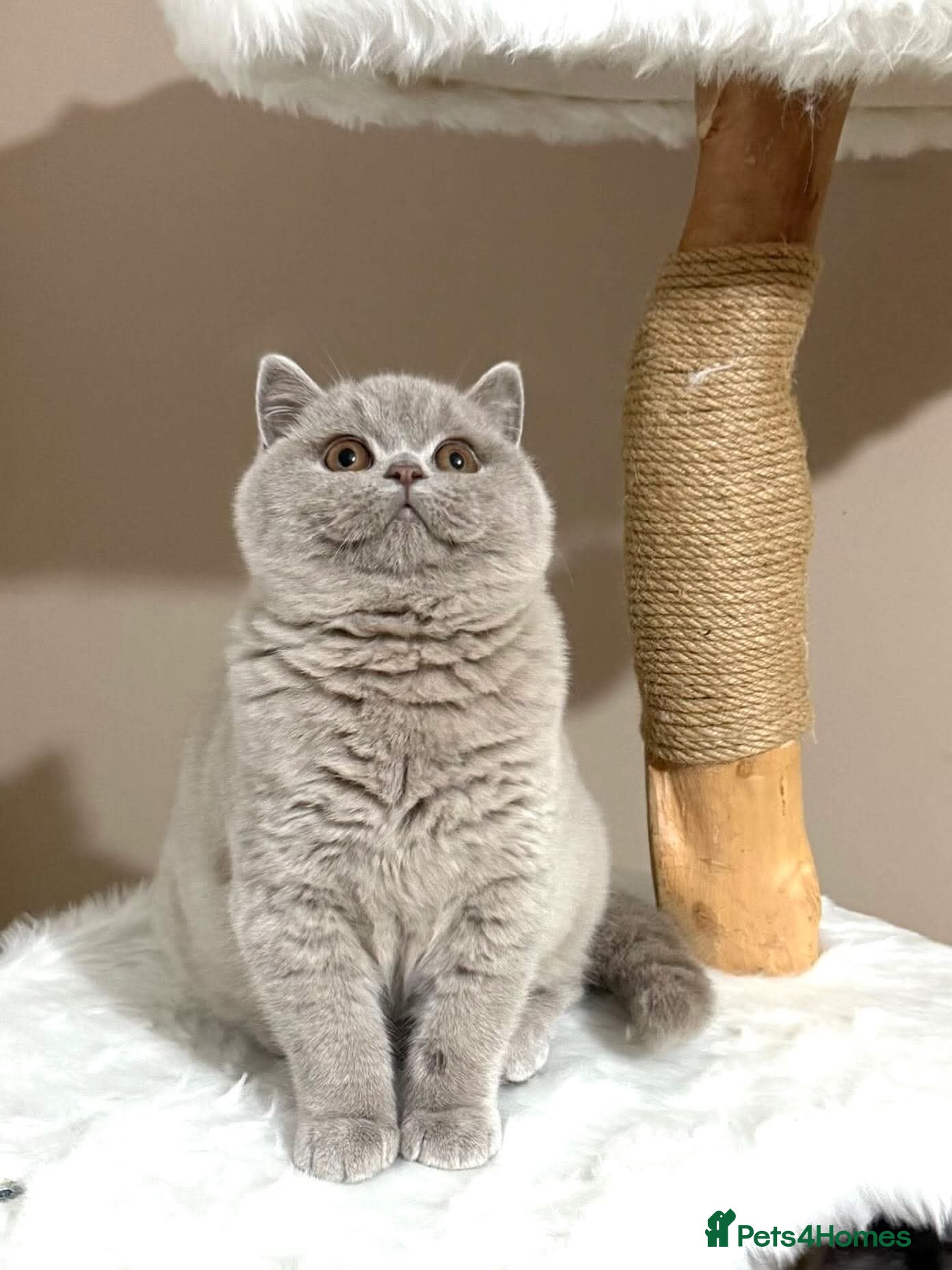 British Shorthair cats Top quality British shorthair kittens  🏆  - Advert 1