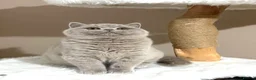 British Shorthair cats for sale: Top quality British shorthair kittens  🏆  - Advert 1