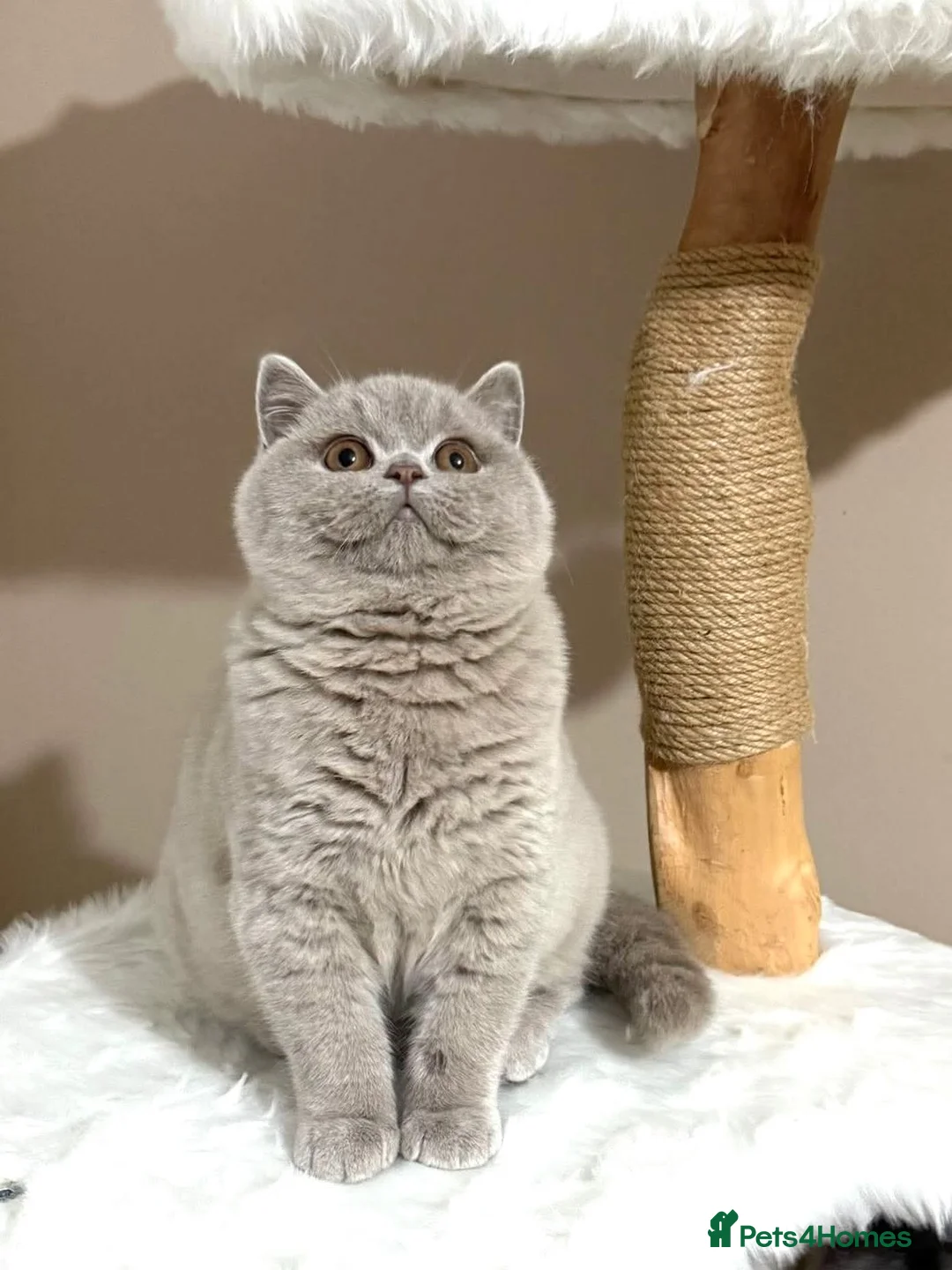 British Shorthair cats for sale: Top quality British shorthair kittens  🏆  - Advert 1