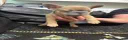 French Bulldog dogs for sale: Beautiful French Bulldog puppies - Advert 25