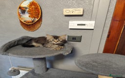 Mixed Breed cats for sale: Beautifully kittens ready for new home - Image 23