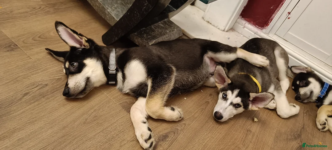 Shepsky dogs for sale: 3x Gorgeous Shepsky's ready for loving homes - Advert 2