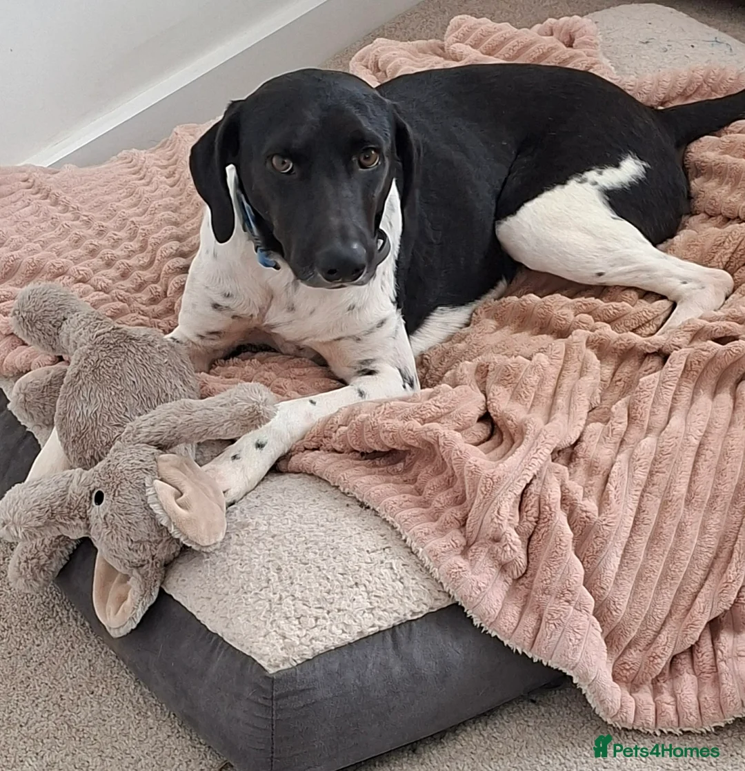 Mixed Breed dogs for adoption: Stratos ! ❤️ a Cypriot sweetheart  - Advert 1