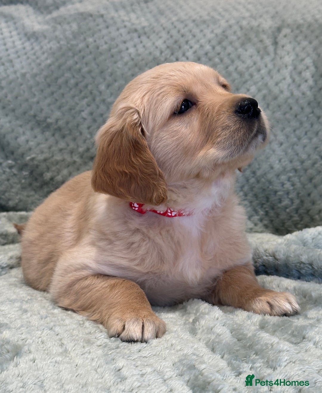 Golden Retriever dogs for sale: Quality litter of KC reg Golden Retriever Puppies  - Advert 15