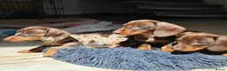 Dachshund dogs for sale: adorable Dachshund puppies for sale  in New Malden - Advert 4