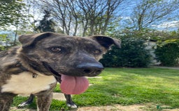 Mixed Breed dogs for adoption: Benji  - Advert 13