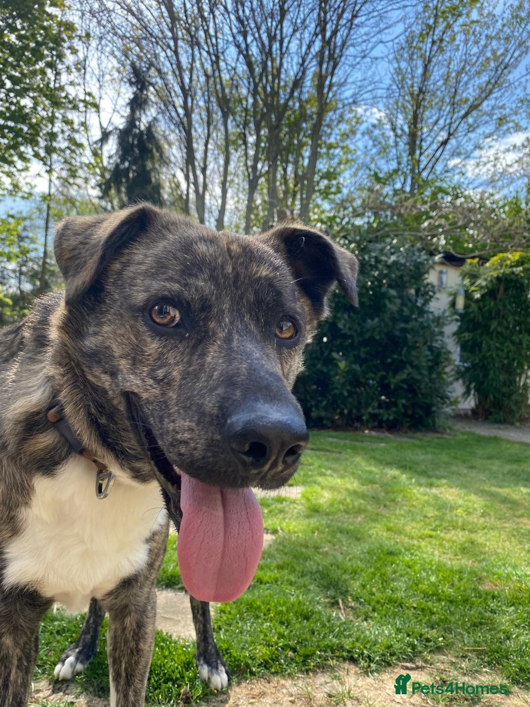 Mixed Breed dogs for adoption: Benji  - Advert 13