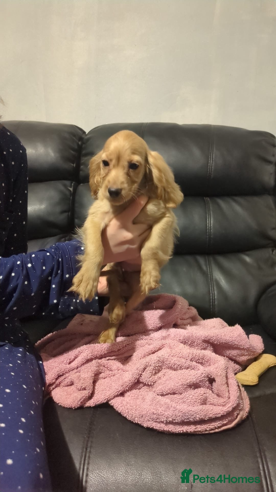 Cocker Spaniel dogs for sale: Pure bread spaniel  - Image 4