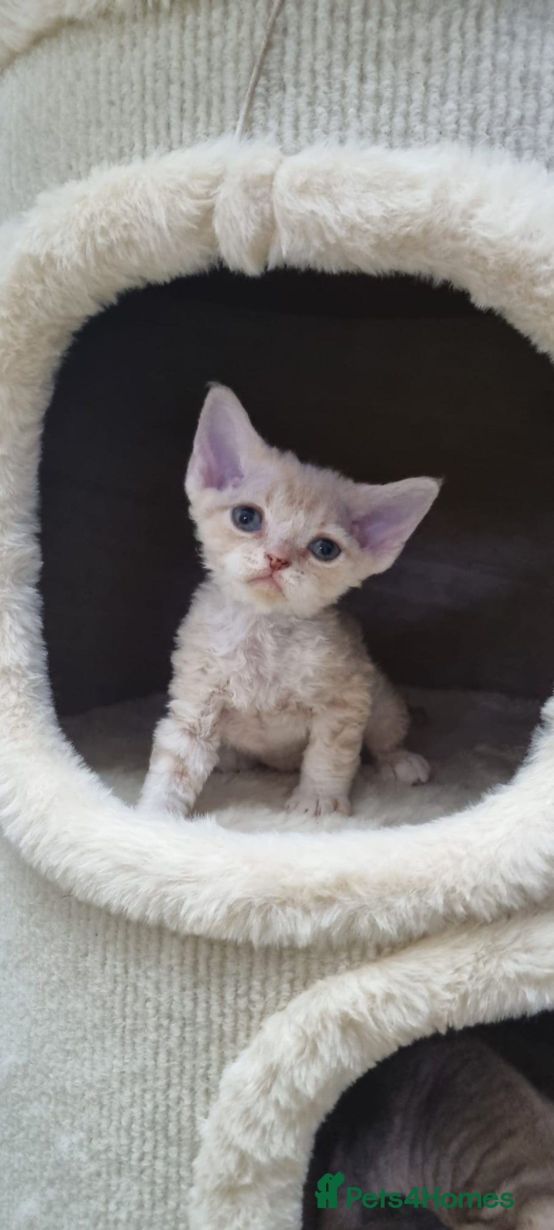 Devon Rex cats for sale: ❤️ Gorgeous Devon Rex Girls ❤️ - Advert 10