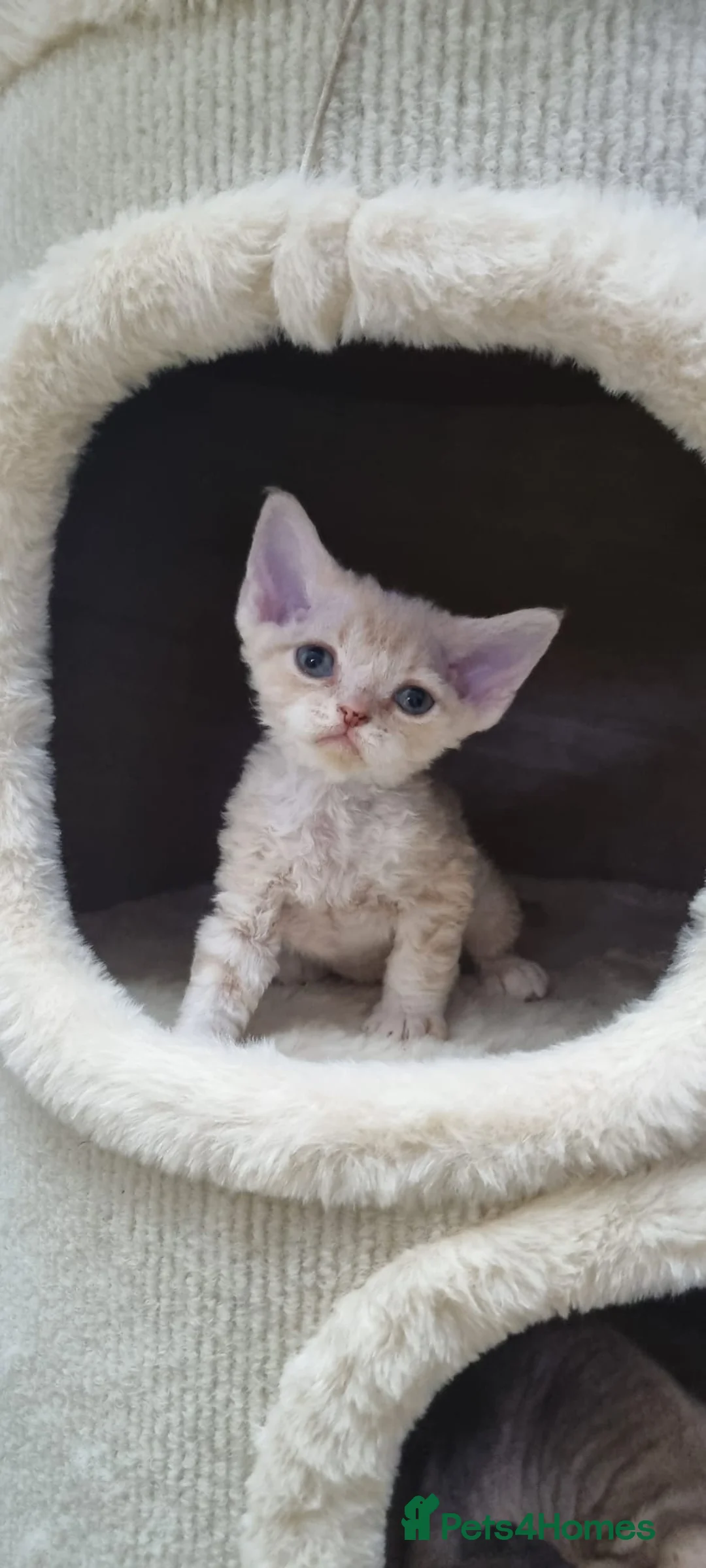 Devon Rex cats for sale: ❤️ Gorgeous Devon Rex Girls ❤️ - Advert 18