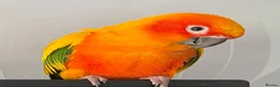 Conures birds for sale: Sun conure - Advert 1