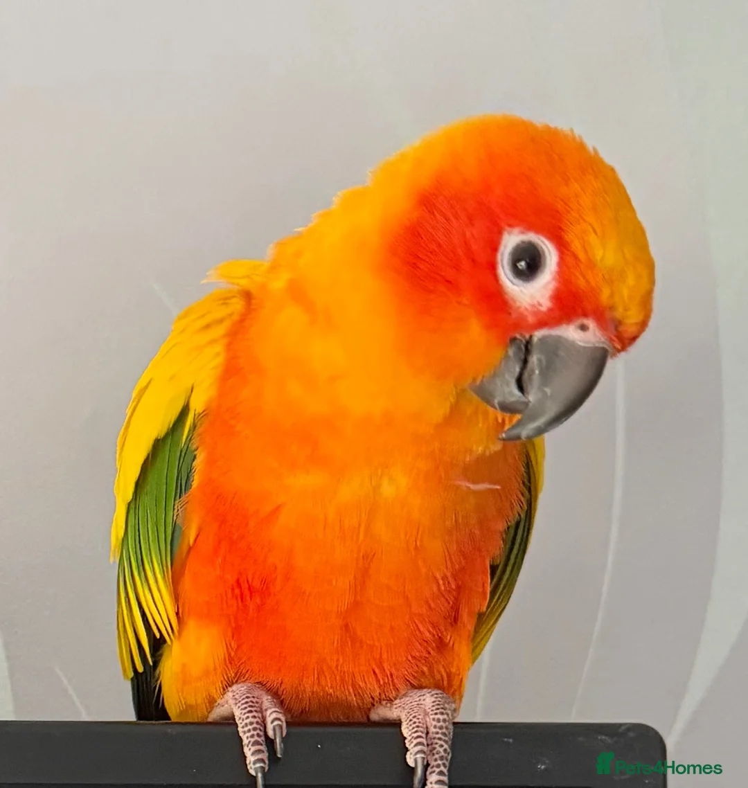 Conures birds for sale: Sun conure - Advert 1