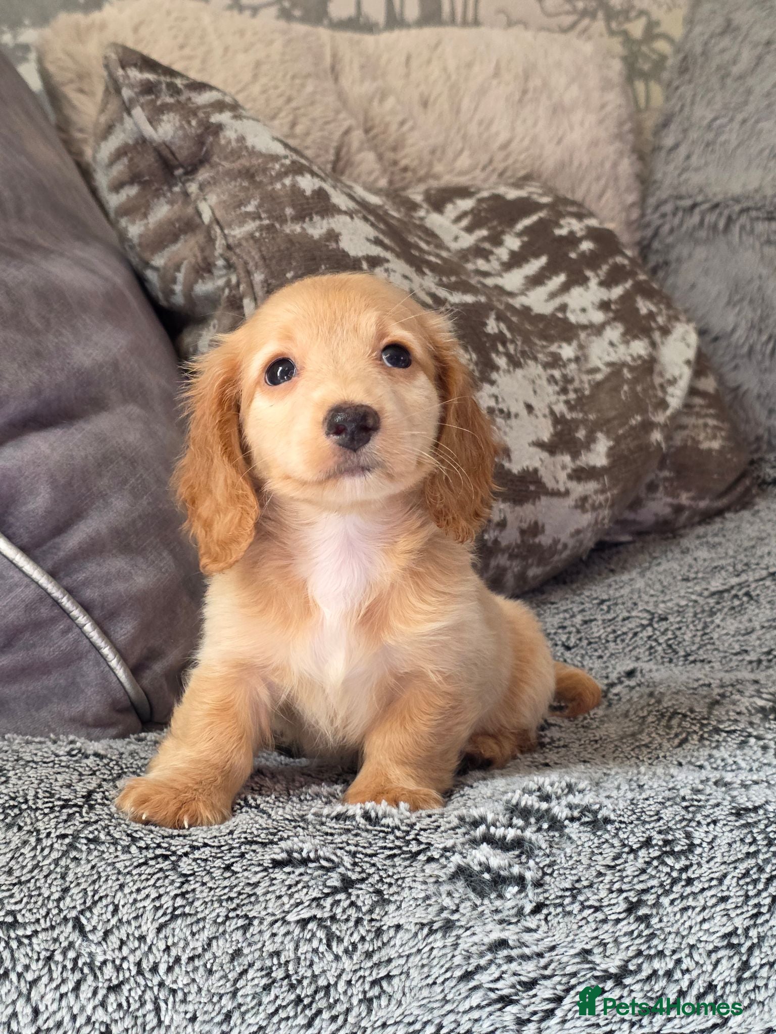 Miniature Dachshund dogs Cream male miniature Dachshund males - Advert 18
