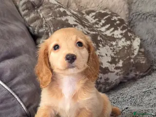 Miniature Dachshund dogs Cream male miniature Dachshund males - Advert 18