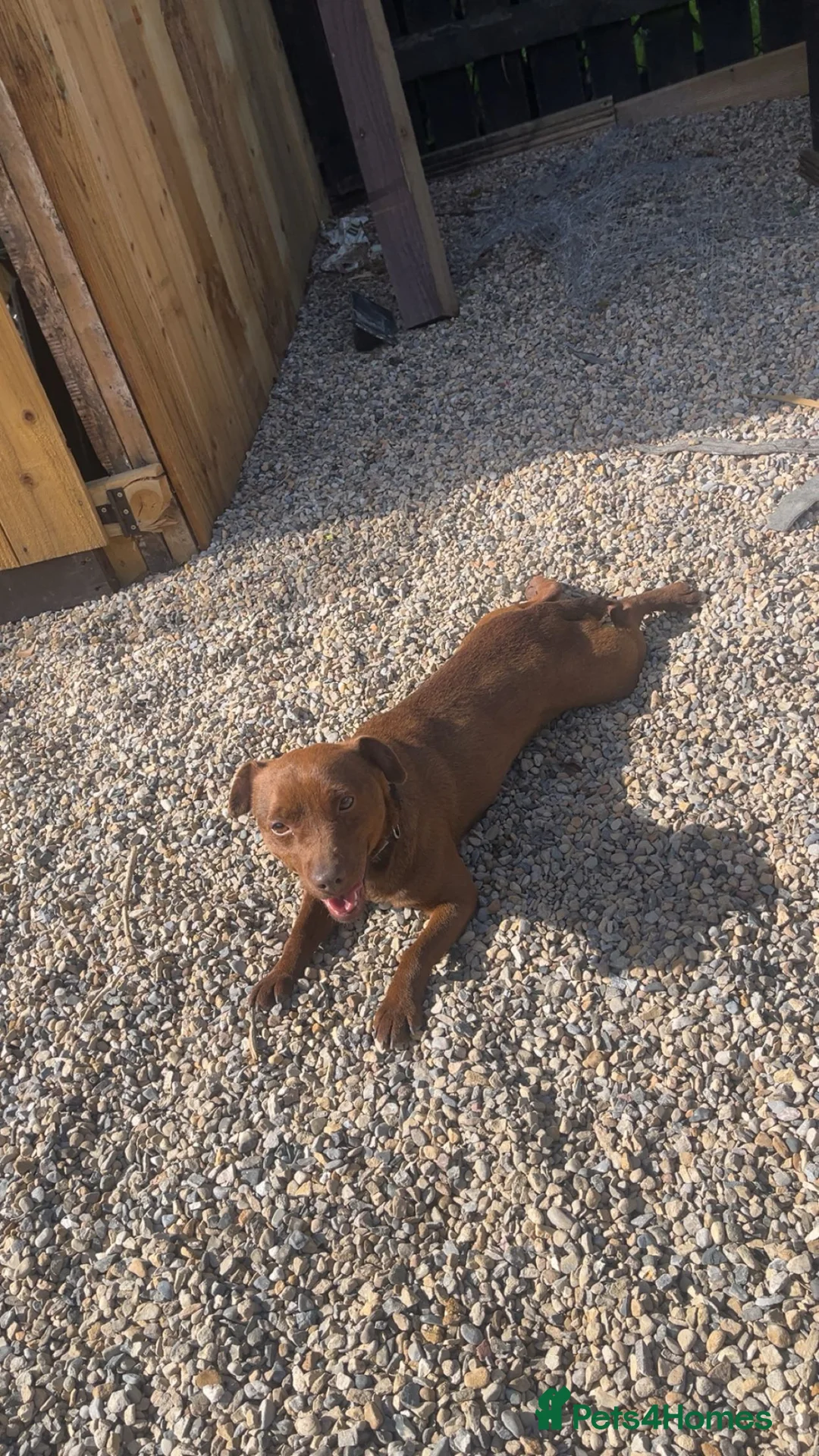 Patterdale Terrier dogs for sale: Patterdale terrier - Advert 2