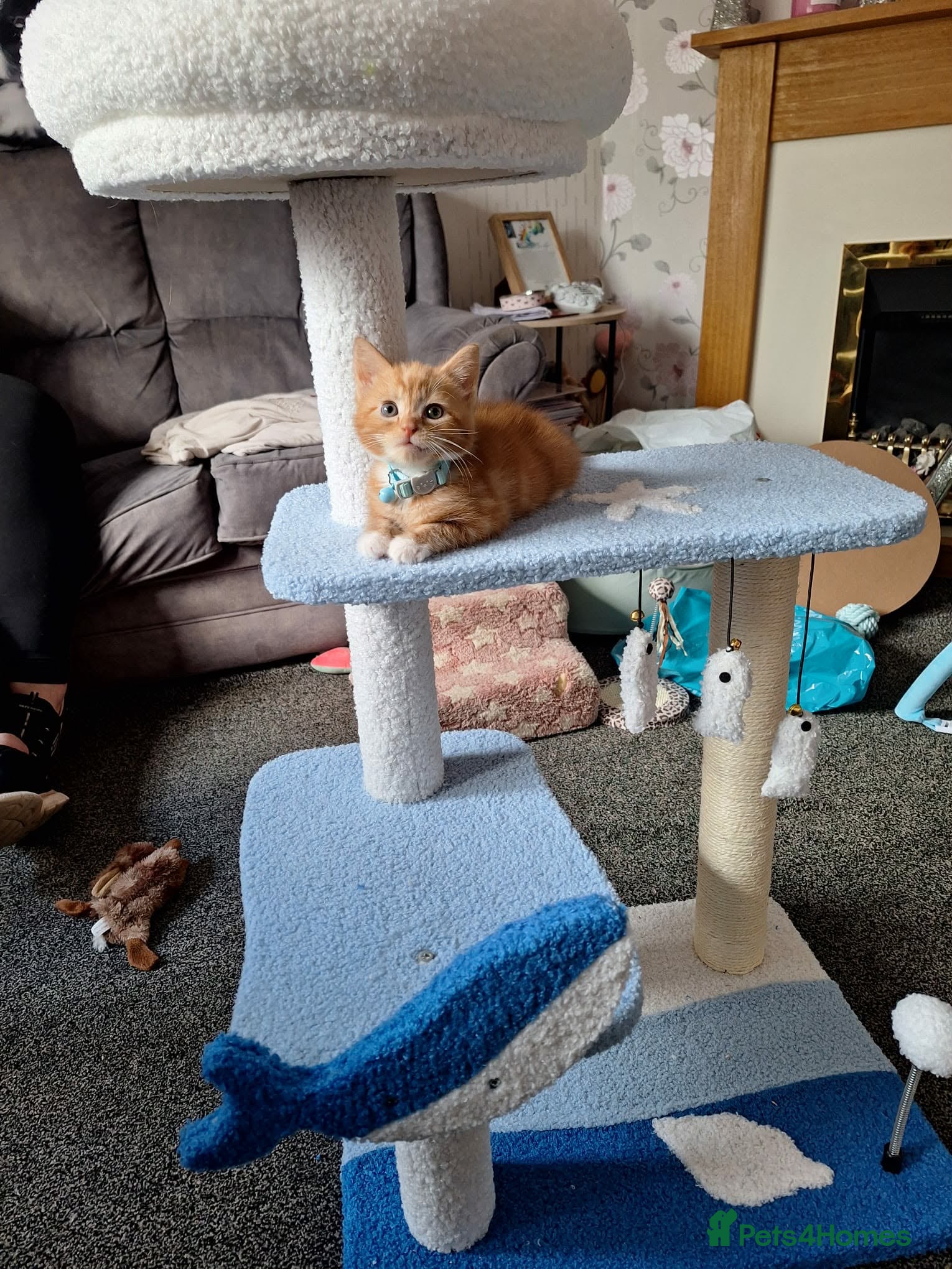 Mixed Breed cats Ginger little boy  - Advert 10