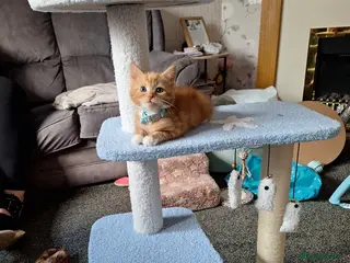 Mixed Breed cats Ginger little boy - Advert 10