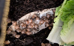 Snails invertebrates for sale: Giant African land snails  - Image 2