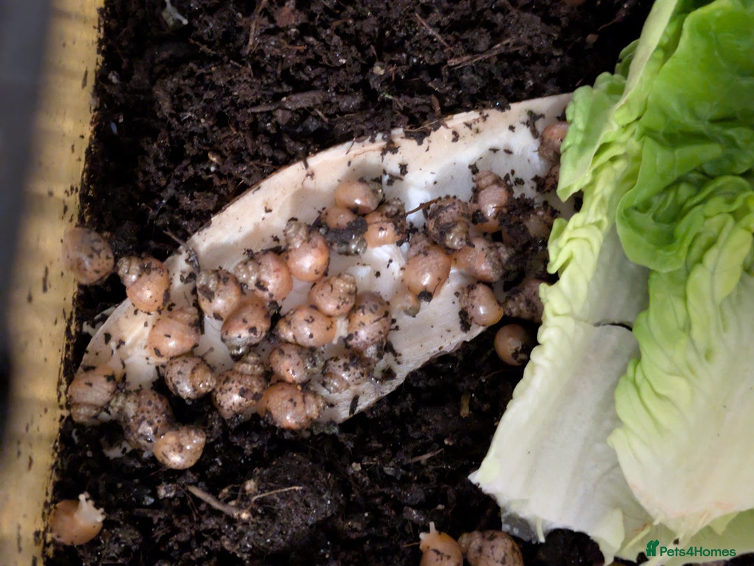 Snails invertebrates for sale: Giant African land snails  - Image 2