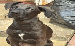 Mixed Breed dogs for sale: New Home needed for puppy - Image 3