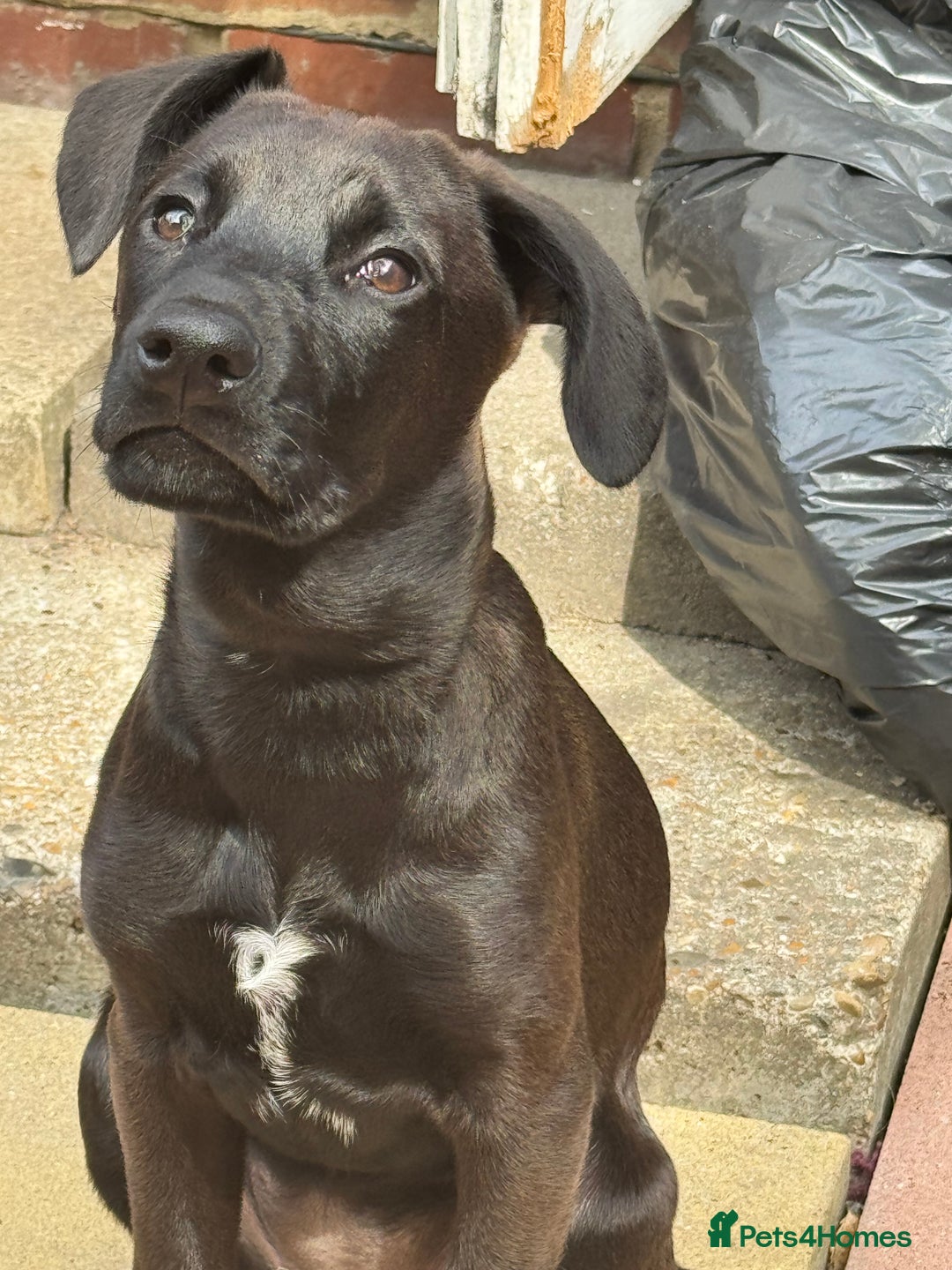 Mixed Breed dogs for sale: New Home needed for puppy - Image 3