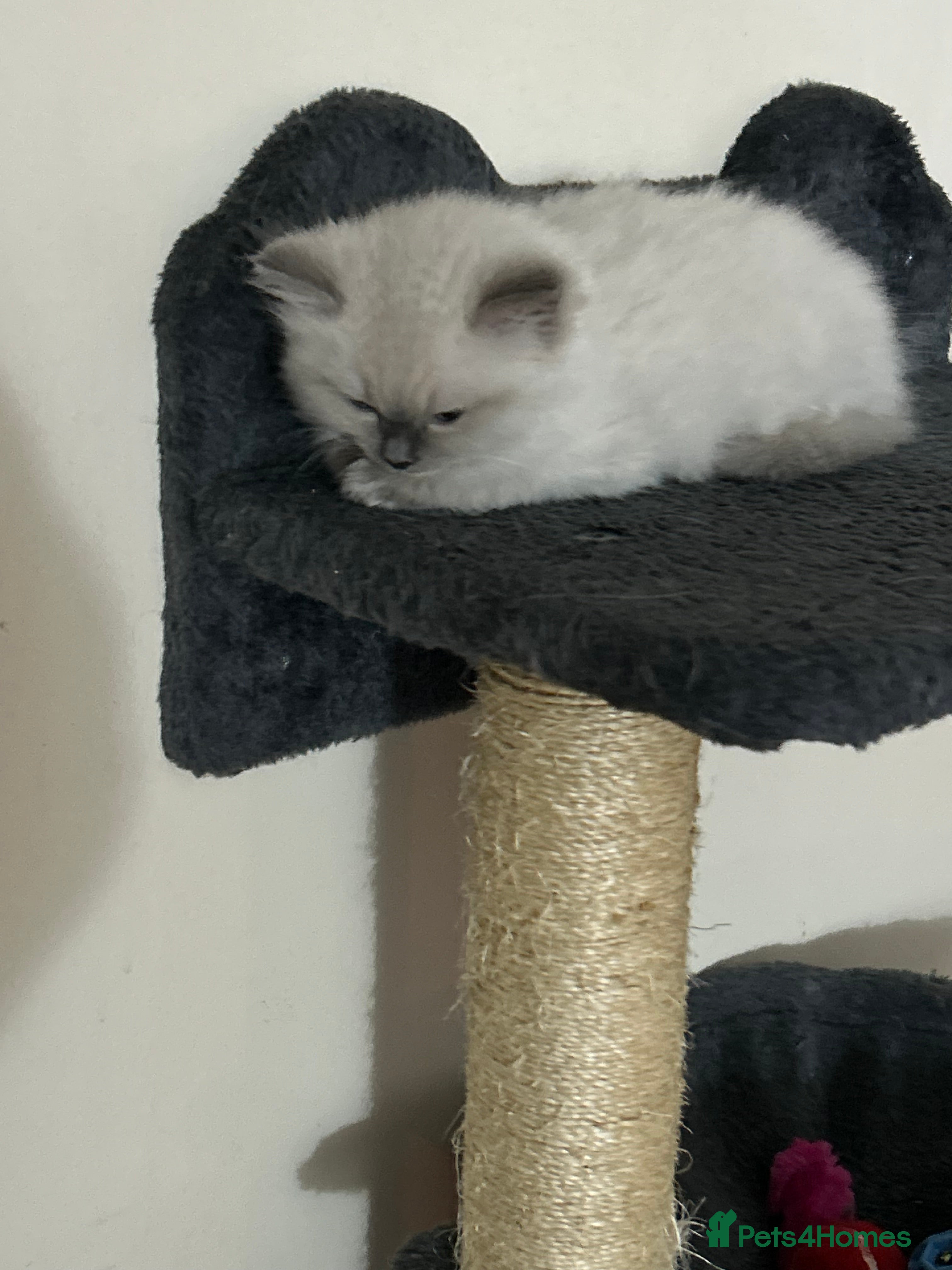 Ragdoll cats 🐾 TICA registered Ragdoll Kittens 🐾 - Advert 2