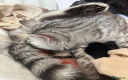 Persian cats for sale: persian x bengal - Image 12